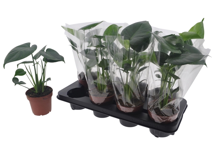 <h4>MONSTERA DELICIOSA</h4>