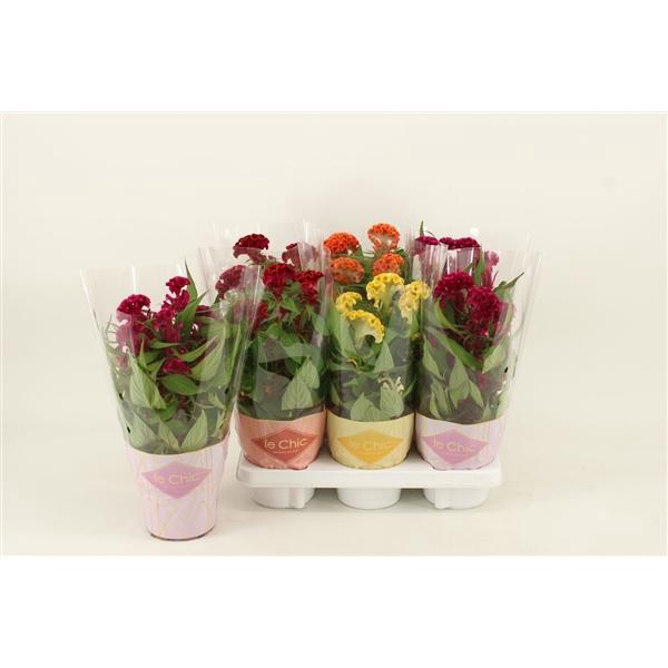 <h4>Celosia argentea Cristata GrpTwisted gemengd</h4>