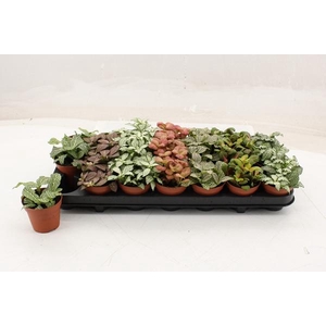 Fittonia mix 8,5Ø 12cm