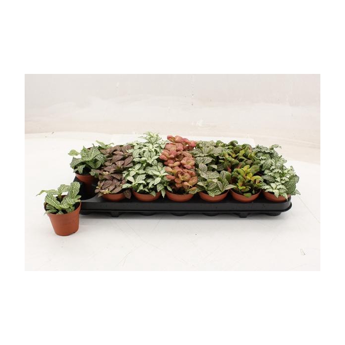 <h4>Fittonia mix 8,5Ø 12cm</h4>