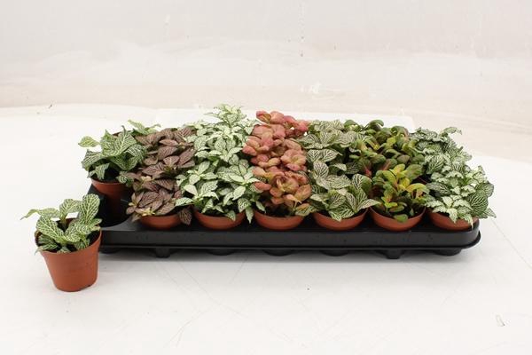 Fittonia mix 8,5Ø 12cm