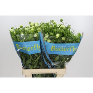 Ranunculus Butterfly Graces
