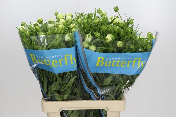 <h4>Ranunculus Butterfly Graces</h4>