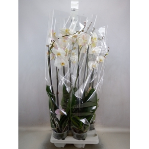 Phalaenopsis   ...white