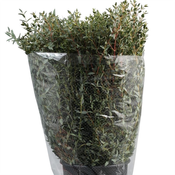 <h4>EUCA PARVIFOLIA 300GR</h4>