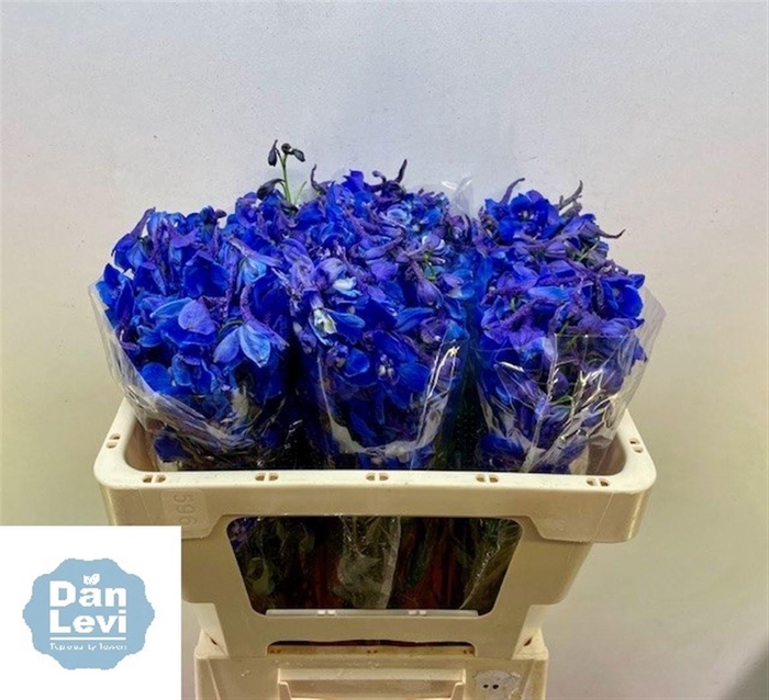 <h4>DELPH EN DONNA</h4>