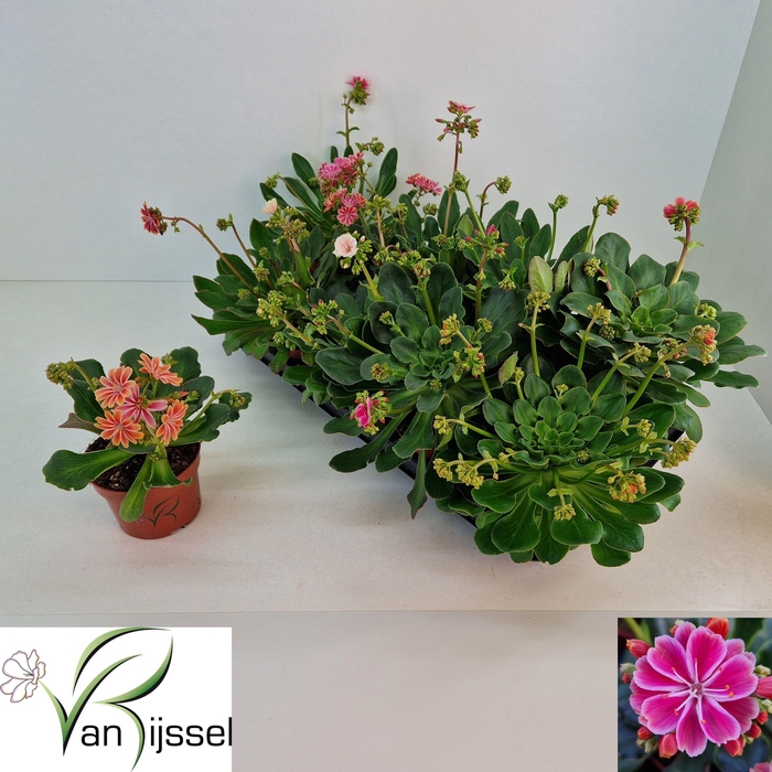 <h4>LEWI COTYLEDON</h4>