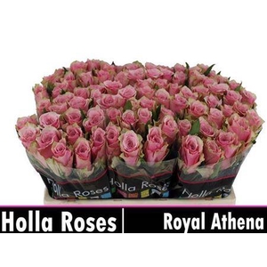 R Gr Athena Royale