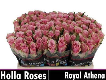 R Gr Athena Royale