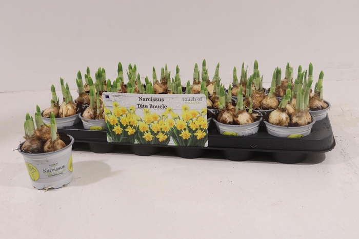 <h4>NARC D TETE BOUCLE</h4>