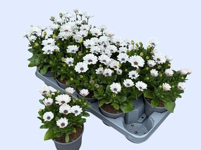 <h4>OSTEO FP WHITE</h4>