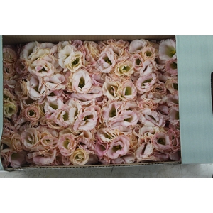 LISIANTHUS FLOR ARENA CHAMPAGNE CHAMPAGNE/CREME