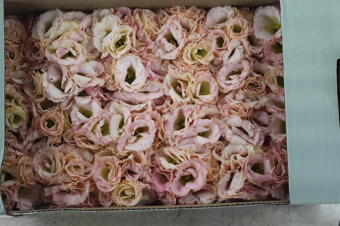 <h4>LISIANTHUS FLOR ARENA CHAMPAGNE CHAMPAGNE/CREME</h4>