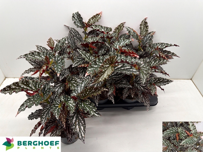 <h4>BEG MA SPOTL  DARK</h4>