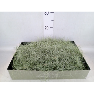 Tillandsia usneoides