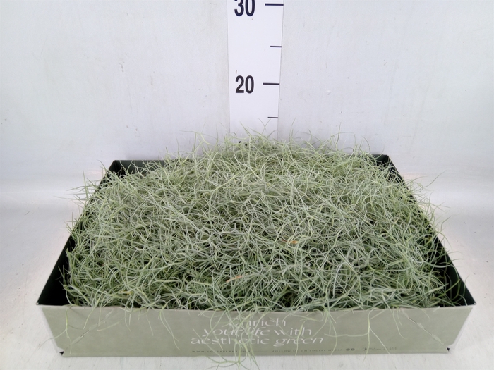 <h4>Tillandsia usneoides</h4>