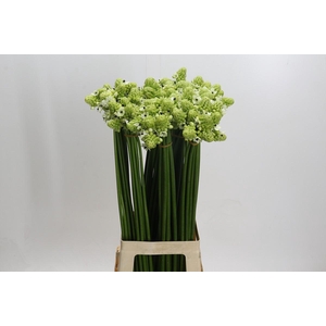 Ornithogalum Saundersiae