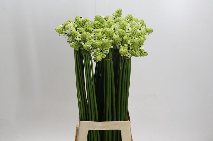 <h4>Ornithogalum Saundersiae</h4>