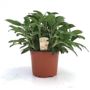 Salvia off.
