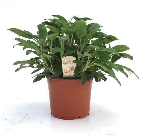 <h4>Salvia off.</h4>