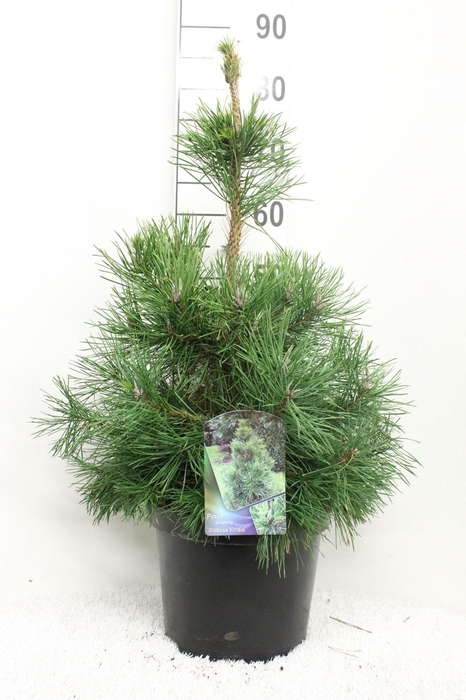 <h4>Pinus sylv. 'Globosa Viridis' P26 potgedrukt</h4>