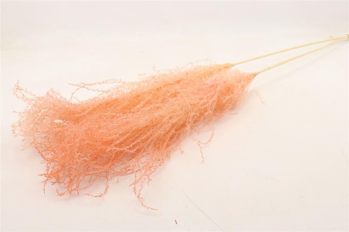 Bunch Grass  5 Pcs Slv L110