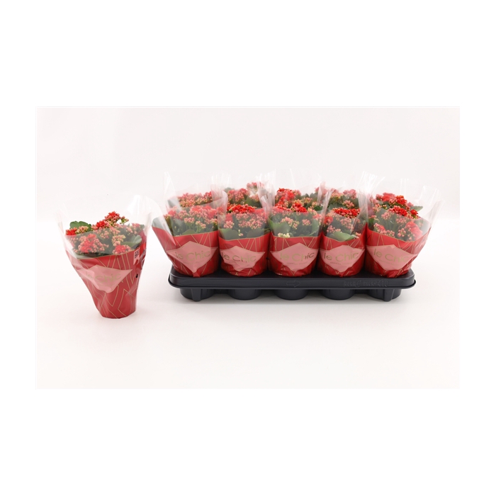 <h4>Kalanchoe Double, Le Chic Red</h4>