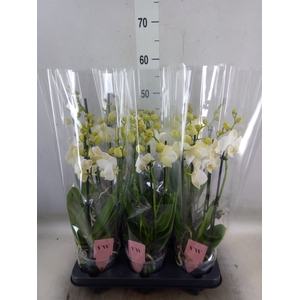 Phalaenopsis  'Ant Inverness'