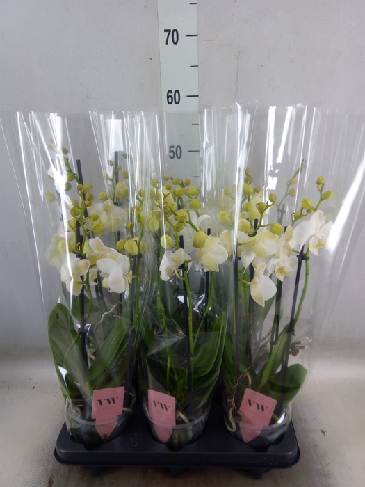 <h4>Phalaenopsis  'Ant Inverness'</h4>
