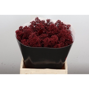 Wax Skimmia Wax Skim Bordeaux