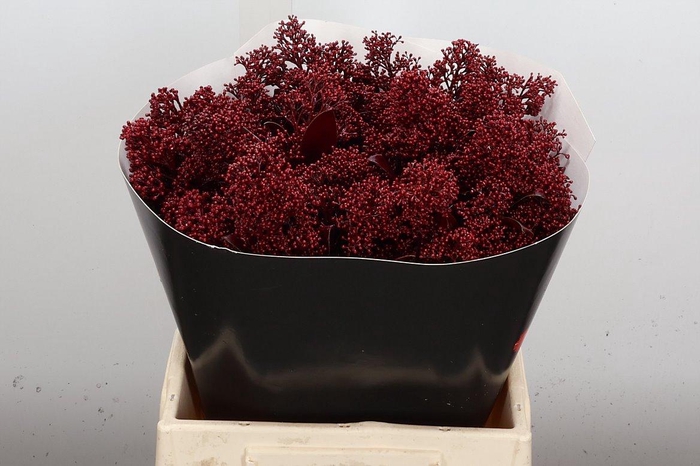 <h4>Skimmia Wx Bordeaux</h4>