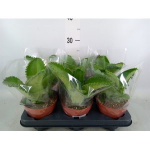 Kalanchoe NF daigremonti