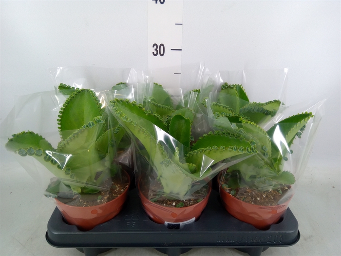 <h4>Kalanchoe NF daigremonti</h4>