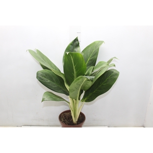 AGLAONEMA QUEEN P17