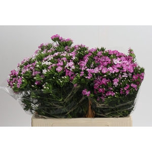 Dianthus Br Amazon Rose Magic