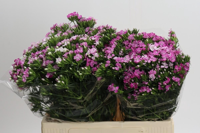 Dianthus Br Amazon Rose Magic