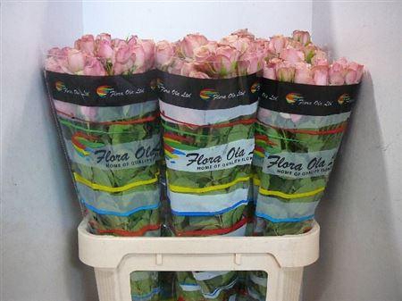 <h4>R Tr Destini</h4>