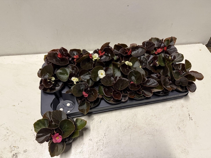 <h4>BEGO SE GEM</h4>