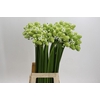 Ornithogalum Saundersiae