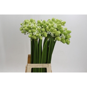 Ornithogalum Saundersiae