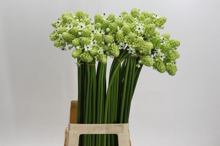 <h4>Ornithogalum Saundersiae</h4>