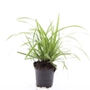 Carex morrowii Ice Dance
