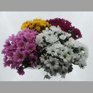 BQ Mono Chrys x5 mix 60cm
