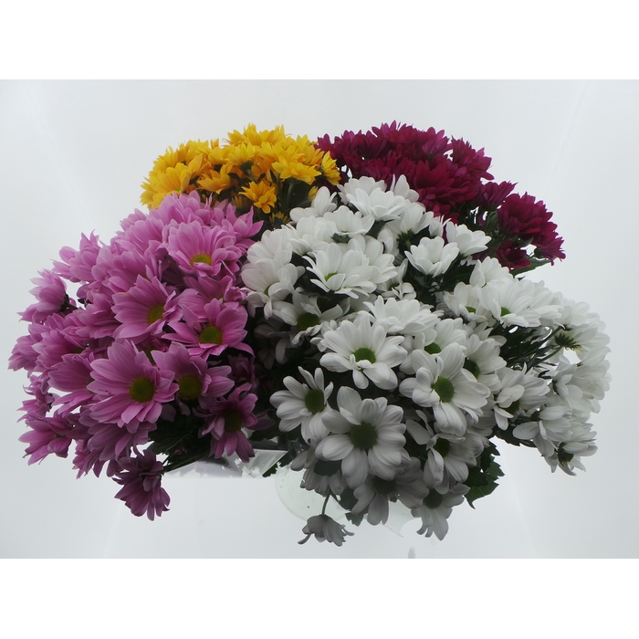 <h4>BQ Mono Chrys x5 mix 60cm</h4>