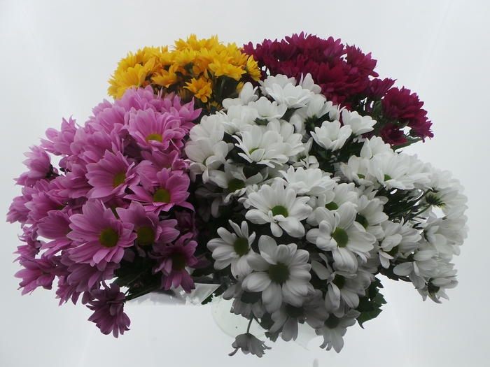 Bouquet Mono Chrys x5 mix 60cm