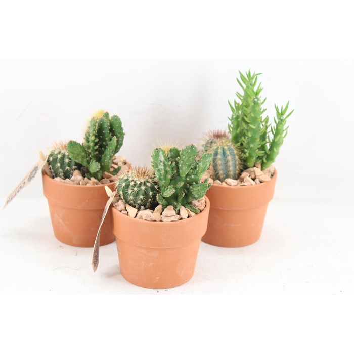 <h4>Arr3 Ub - Terra Kraag Potje Kl. X9 Cactus</h4>