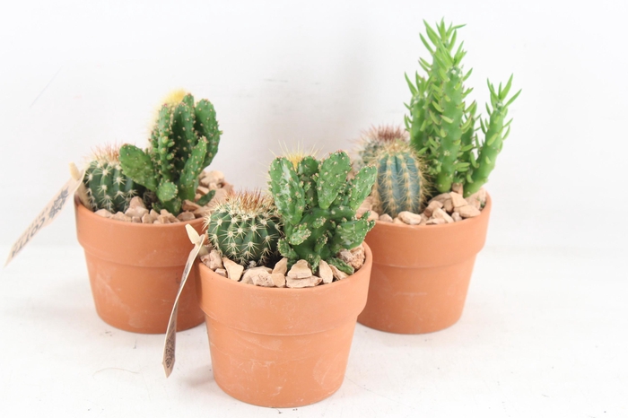 Arr3 Ub - Terra Kraag Potje Kl. X9 Cactus