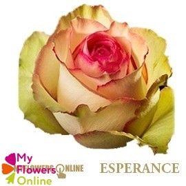 <h4>R Gr Esperance Bicolor 60cm EC</h4>