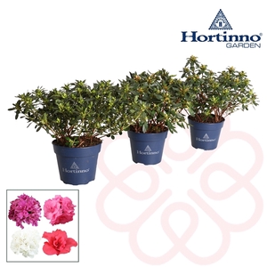 Hortinno® Garden Evergreen gemengd groen 25 - 30 cm