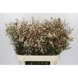 Chamelaucium Blondie